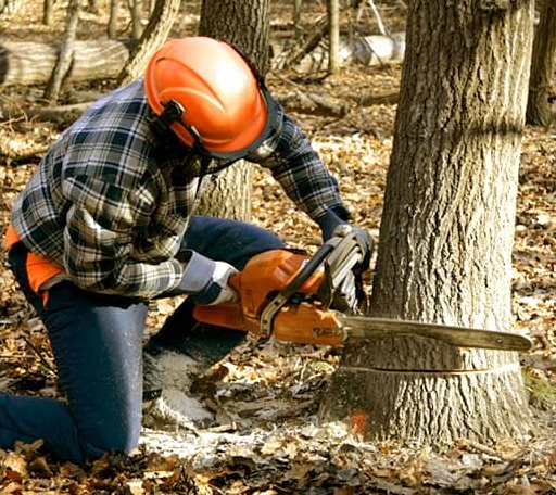 Tree Removal in Wilmore, KY